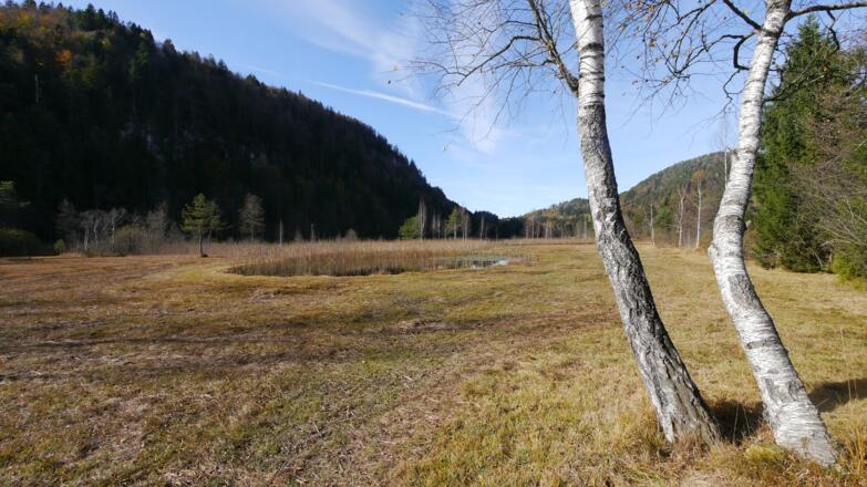 Ausläufer des Schwansees auf dessen Ostseite