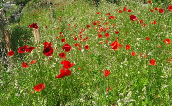 Mohnblumen im Naturgarten Bischofswiesen