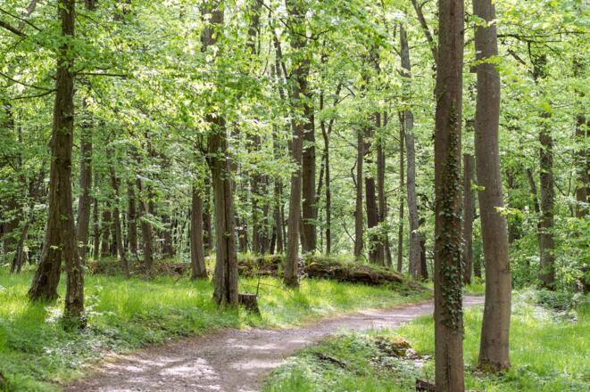 Waldweg entlang der Ruine Eiringsburg