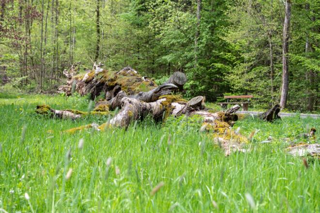 Marieneiche Bad Kissingen