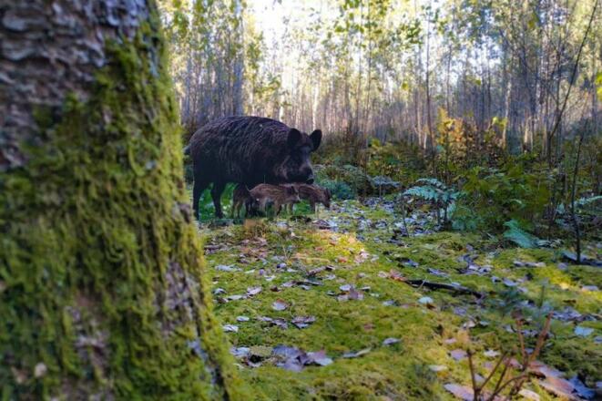 Wildschweine auf dem Waldtierweg