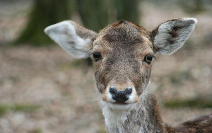 Rotwild Wild-Park Klaushof