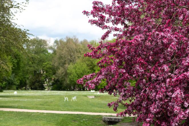Frühling im Luitpoldpark