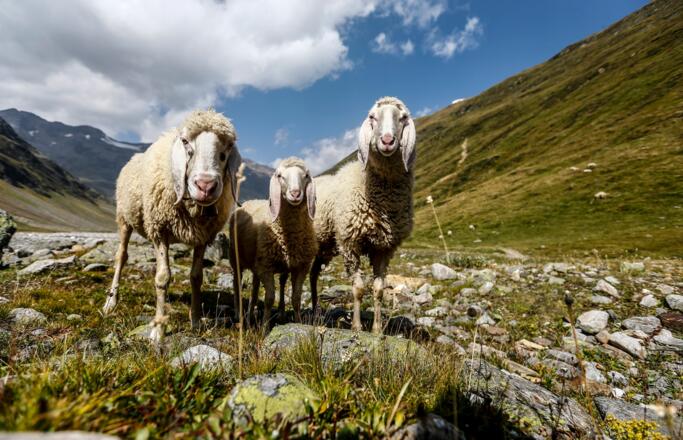 Ötztaler Bergschaf