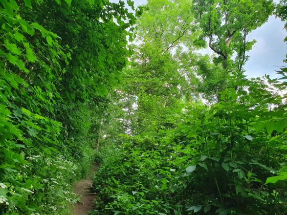 Zuweg Ruine Stollburg