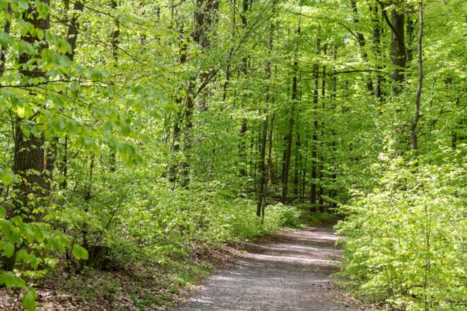 Waldweg an der Osterberghütte
