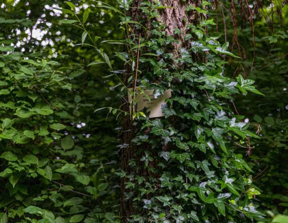Baum mit Infoplakette