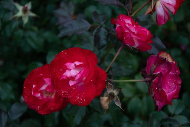 Rosenblüte im Rosengarten | Bad Kissingen