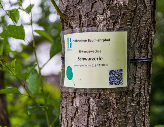 Infoplakette Schwarzerle