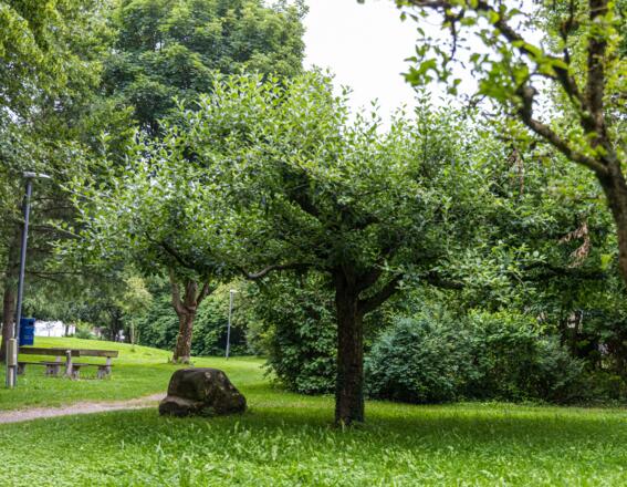 Puchheimer Baumlehrpfad