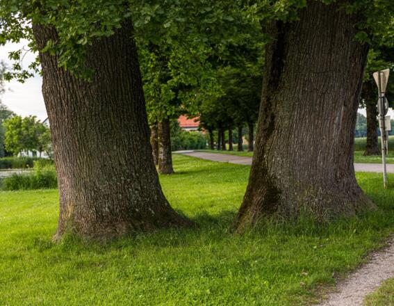 Eichenstämme am Zellhof mit je über 5 Metern Umfang