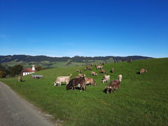 Kapelle in Waltrams mit Kühen