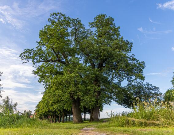 Zwei Eichen beim Zellhof