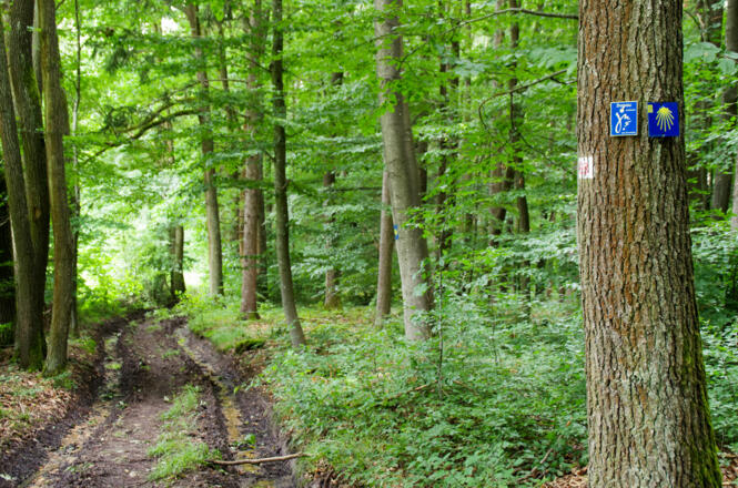 Wegzeichen im Wald