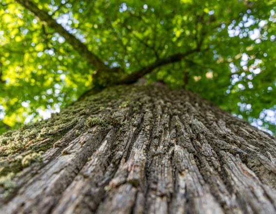Eichenrinde mit Baumkrone