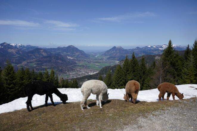 Alpakas an der Weinbergerhütte mit Blick in Richtung Inntal
