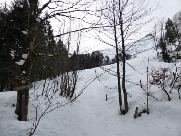Am Beginn der Wiesenhänge zur Zisterbergalm