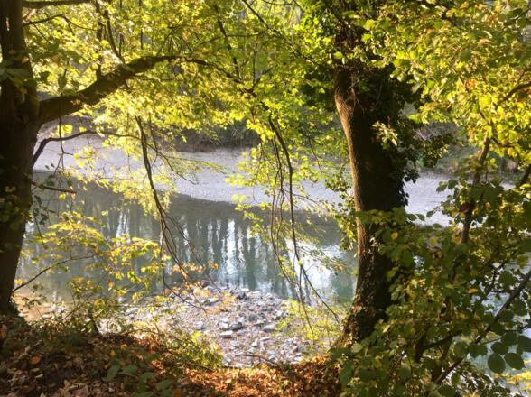Donau Au bei Aggsbach Dorf in der Wachau
