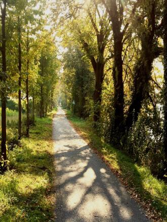 Donauradweg Passau Wien durch die Donau Au bei Aggsbach-Dorf
