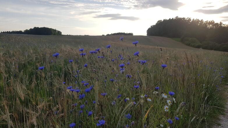 Jurahöhe nördliche Fränkische Schweiz