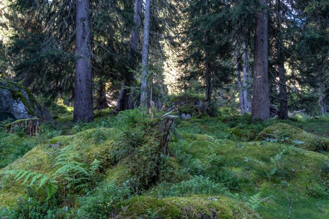 Der mystische Glockwald kurz vor der Ankunft an der Konstanzer Hütte