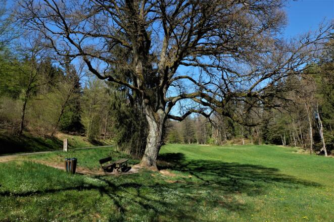Barrierearmer Wanderweg am Wenzenbach