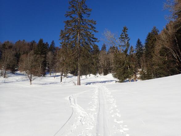 Bewaldete Stufe unterhalb der Zistelalm