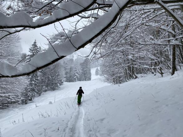 Der Wald lichtet sich unterhalb der Stubneralm