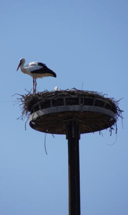 Storch am Schloss Regendorf