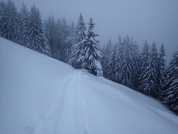 Abstieg über den Almweg