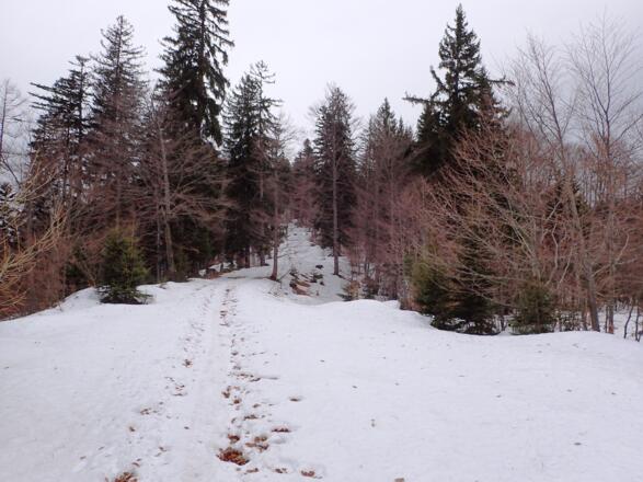 Aufstieg entlang des Fahrweges zum Rannberg