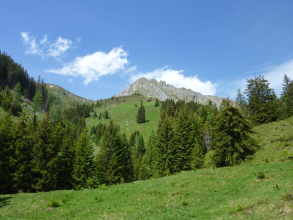 Filzmooshöhe und Draugstein im Rückblick