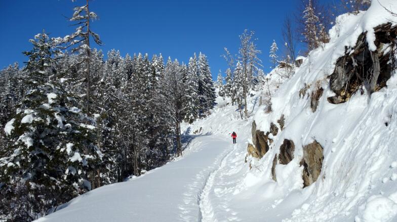 Kurz auf der Forststraße um 1475m