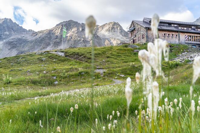 Blick durch das Wollgras auf die Darmstädter Hütte
