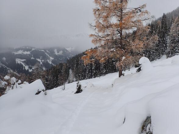 Oberhalb der Alm