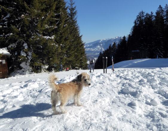 Für die Abfahrt vom Buchberggipfel kommt das kleine Kerlchen in den Rucksack.