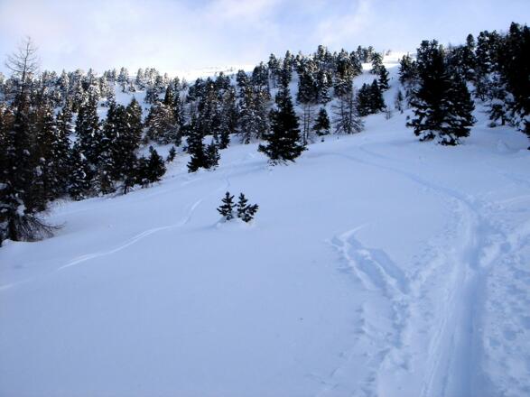 Der Wald lichtet sich