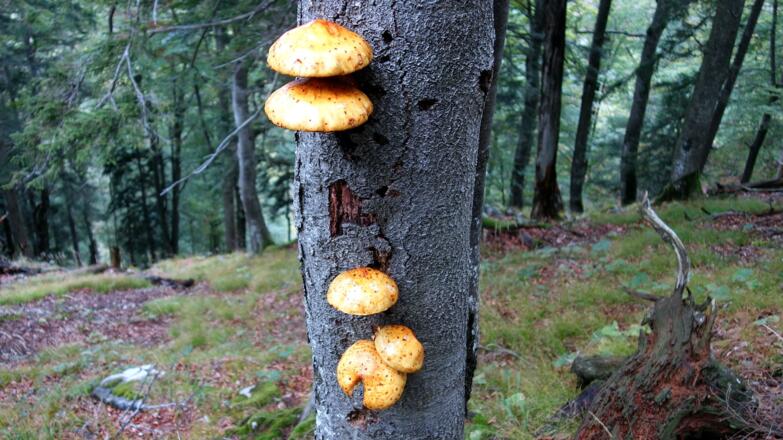 Baumschwämme am Rückweg