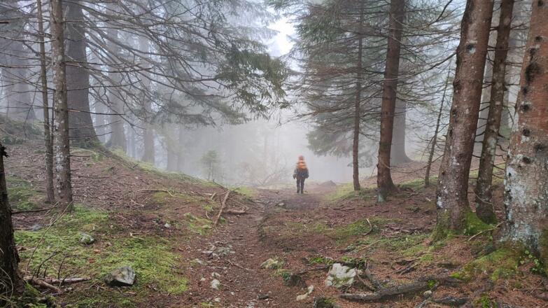 Waldabschnitt zur Steinalm - 412b