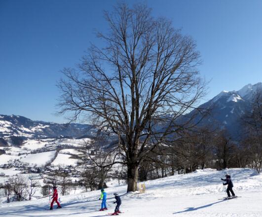 Viel Platz am Buchberg für den Skinachwuchs und für prachtvolle Buchen.