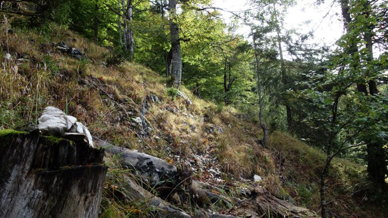 Rechts vom Kamm halten, Pfadspuren.