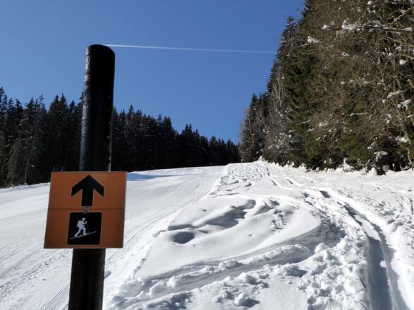 Zwei Aufstiegsvarianten stehen zur Auswahl bereit: entlang der Piste oder durch den Wald.