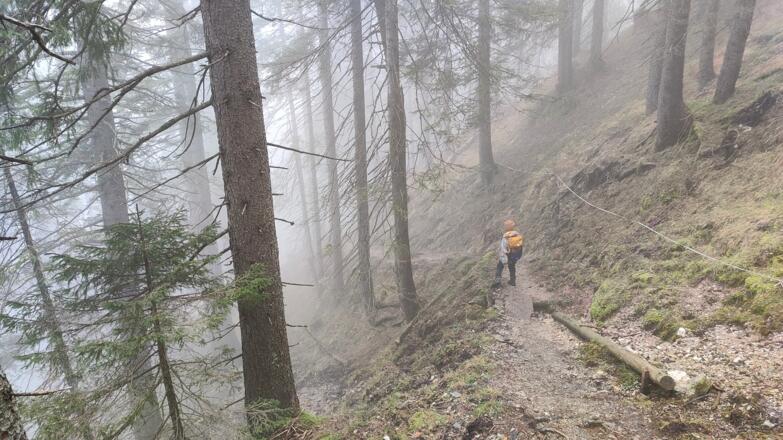 Waldabschnitt zur Steinalm - 412b