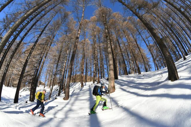 Lichter Lärchenwald - ideales Aufstiegsgelände am Eggerberg.