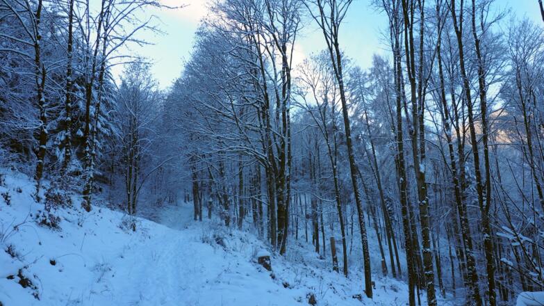 Forststraße queren, ca.480m
