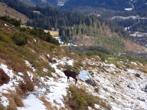 Das einzige Lebewesen heute