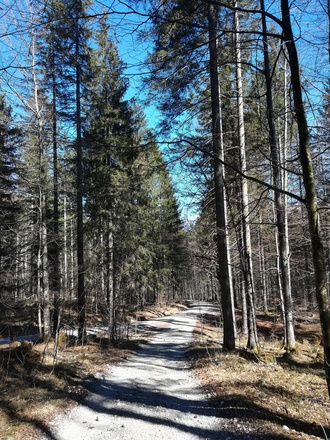 Forststraße durch den Wald vom Gschwandtnerbauer zum Geroldsee