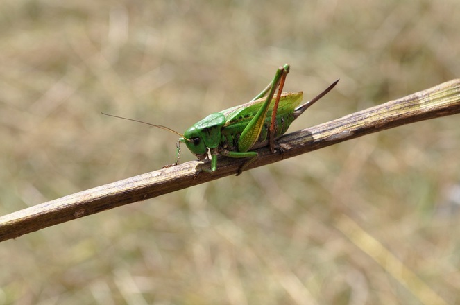 Die Fauna auf den Wiesen am Graseck