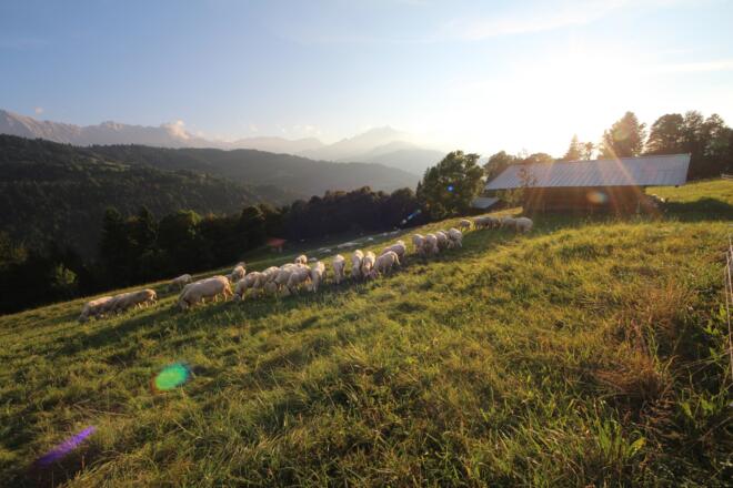 Wiese bei der Pfeifferalm