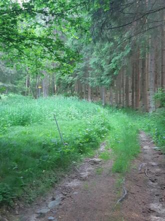 Waldweg von Posthof zurück nach Mitterbach